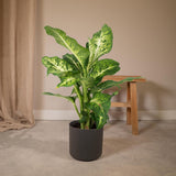 Dieffenbachia Mars - Voleur de Bagdad - Ø17cm - ↕50cm