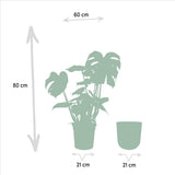 Vue rapprochée des feuilles de Monstera Deliciosa