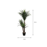 Vue rapprochée du Yucca Crème - Détails des feuilles et tiges