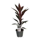 Tango Cordyline - Ø12cm - ↕40cm