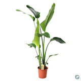 Stralitzia nicolai - Ø21cm - ↕100cm