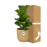 Ficus lyrata Bambino en pot décoratif jaune