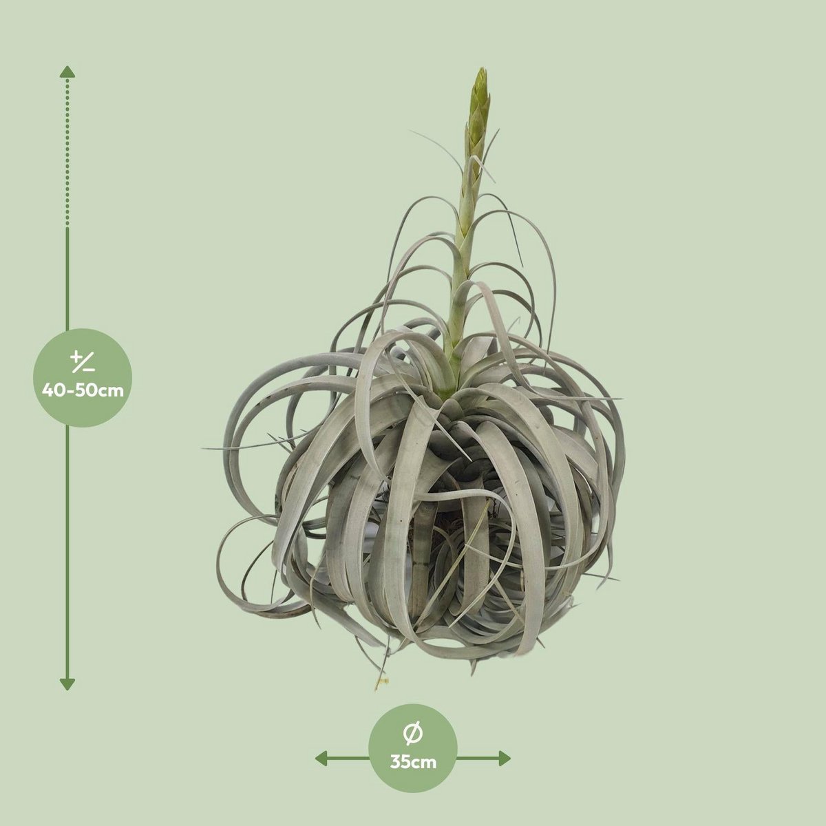 Tillandsia Xerographica - Ø35 cm - ↕50cm