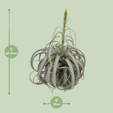 Tillandsia Xerographica - Ø35 cm - ↕50cm