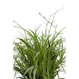 3x - Carex Morrowii 'Ice Dance' - ↨30cm - Ø14