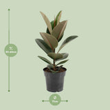 Ficus Elastic robuste - Ø17cm - ↕55cm