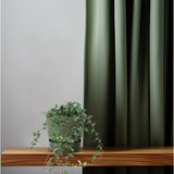 Hedera Helix Shamrock - moyen long - Ø13cm - ↕cm
