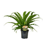 Asplenium Osaka - Plante verte élégante dans un pot de 17 cm