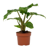 Plante Alocasia Low Rider 12 cm verte
