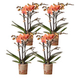 Lot de 4 orchidées Phalaenopsis orange avec pots