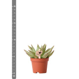 Succulente Echeveria Miranda verte Ø6 cm