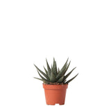 Plante artificielle Haworthia Royal Highness 11 cm