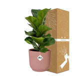 Ficus Lyrata 'Bambino' en ELHO Vibes Fold 14cm rose