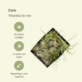 Tillandsia Air mix - 5 pièces - ø6cm - ↕6cm