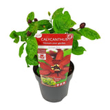 Sinocalyycanthus 'Hartlage Wine'® - Ø19 - ↨30cm