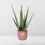 Aloe Vera en pot pliant en plastique rose 12 cm