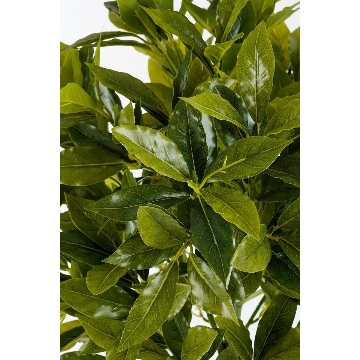 Vue d'ensemble de la plante Laurier dans un pot noir