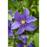 Plante grimpante Clematis Olympia violette