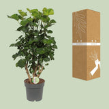 Polyscias citron - Ø19cm - ↕65cm