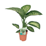 Dieffenbachia Seguine Snow tropique - Ø19cm - ↕70cm