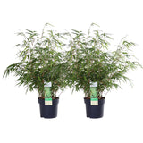 2x coloredia rufa - ↨60cm - Ø19