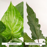 Lot de 2 plantes artificielles Alocasia en pot Ø19 cm