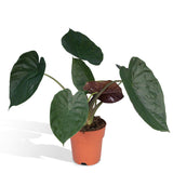 Alocasia Wentii - Oreille d'éléphant - Ø19cm - ↕70cm