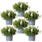 Lot de 6 campanules blanches en pot 12 cm