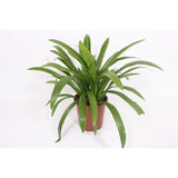 Hymenocallis attrayant - Ø27cm - ↕80cm