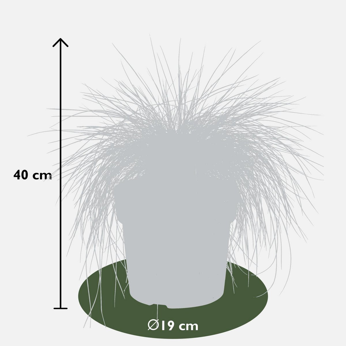 Festuca Glauca Azura Blue en pleine terre, ambiance naturelle