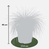 Festuca Glauca Azura Blue en pleine terre, ambiance naturelle