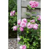 3x - Rosa Mix - ↨65cm - Ø15