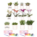Lot de 12 pots à peindre pour orchidées et succulentes
