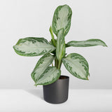 Aglaonema baie argentée en pot Ø17 cm
