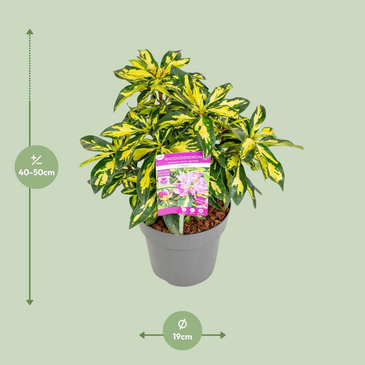 Plante rhododendron gold leaf 19 cm