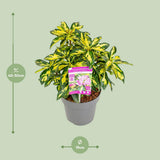 Plante rhododendron gold leaf 19 cm