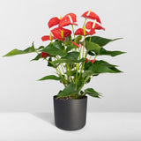 Anthurium Rouge - Plante Flamant - Ø17cm - ↕55cm