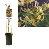 Plante grimpante Lonicera periclymenum Ø17 cm hauteur 75 cm