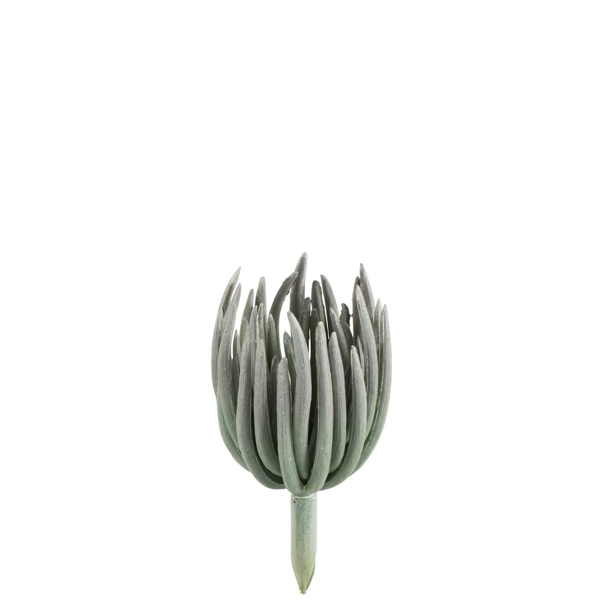 Plante Echeveria J-Line en plastique vert mat, vue d'ensemble