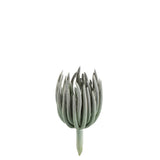 Plante Echeveria J-Line en plastique vert mat, vue d'ensemble