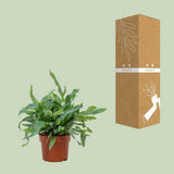 Plante artificielle Phlebodium étoile bleue 12 cm