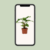 Plante Alocasia Low Rider 12 cm verte