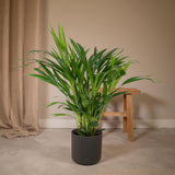 Dypsis Lutescens - Palmier Areca - Ø17cm - ↕60cm