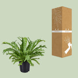Begonia Nest Crissie - Ø1117cm - ↕40cm