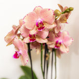 Coffret surprise 4 orchidées différentes 12 cm