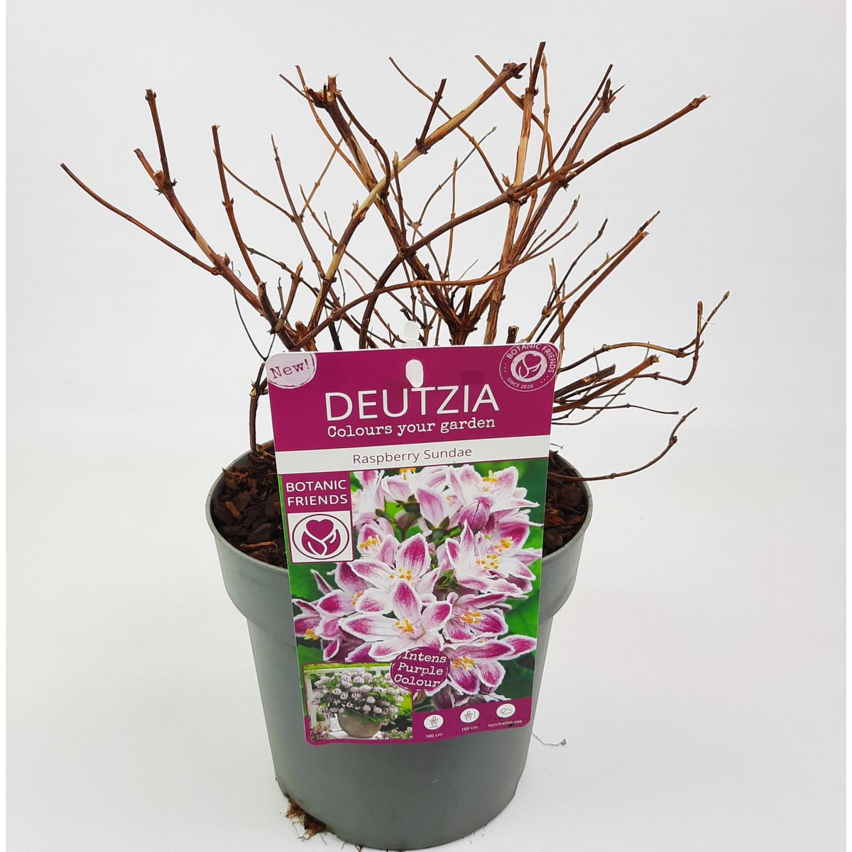 Deutzia 'Raspberry Sundae' dans un pot élégant, mettant en valeur ses fleurs délicates.