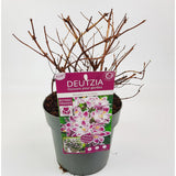 Deutzia 'Raspberry Sundae' dans un pot élégant, mettant en valeur ses fleurs délicates.