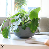 Lot de 2 cache-pots gris en polyester