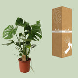 Delicious Monstera P21 - Ø21cm - ↕60cm
