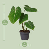 Philodendron Glorisoum - Ø12cm - ↕35cm
